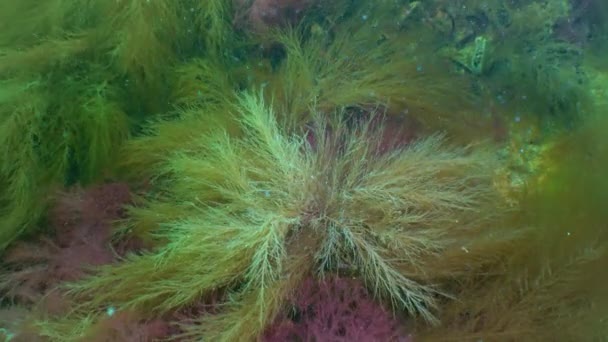 Desmarestia Viridis Enteromorpha Intestinalis Ulva Lactuca Sea Algae Bottom Black — Vídeo de stock