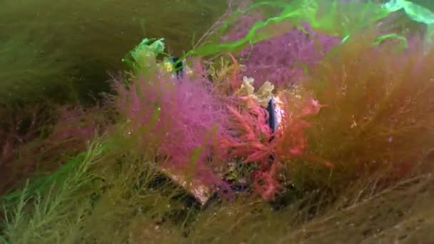 Red Green Algae Grow Rocks Bottom Black Sea — Video Stock