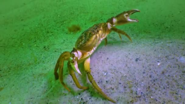 Male Green Crab Carcinus Maenas Large Herbal Crab Invasive Species — Video