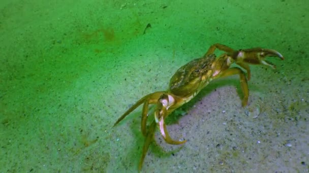 Male Green Crab Carcinus Maenas Large Herbal Crab Invasive Species — Stock video