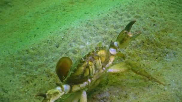 Mussel Rooted Shell Green Crab Green Crab Carcinus Maenas Invasive — Stok Video