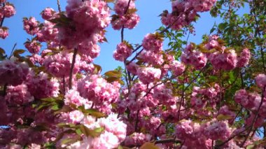 Japanese flowering cherry tree. Branches of Sakura Japanese Cherry Blossoms With Pink Flowers 