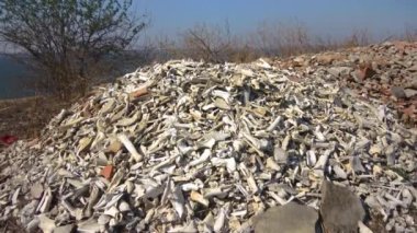 A pile of bones and clay shards at the excavations of the ancient city of Olviya, Ukraine