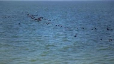 A flock of birds great cormorant (Phalacrocorax carbo) flies low over the water