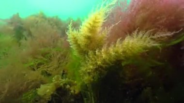 Colonies of Bell Hydroid (Obelia dichotoma) among seaweed at the bottom in the Black Sea