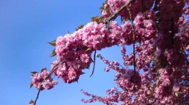 Japanese flowering cherry tree. Branches of Sakura Japanese Cherry Blossoms With Pink Flowers 