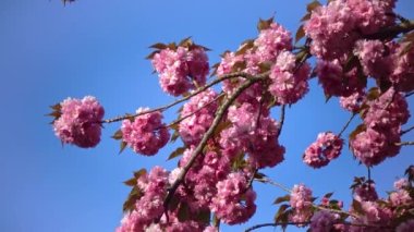Japanese flowering cherry tree. Branches of Sakura Japanese Cherry Blossoms With Pink Flowers 