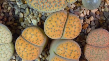 Mesembs (Lithops fulviceps) South African plant from Namibia in the botanical collection of supersucculent plants