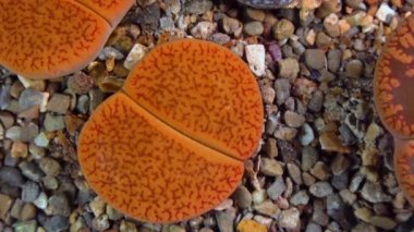 Mesembs (Lithops aucampia) South African plant from Namibia in the botanical collection of supersucculent plants