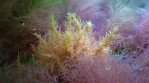 Red Green Algae Grow Rocks Bottom Black Sea — Stockvideo