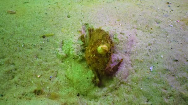 Rabs Liocarcinus Holsatus Balanus Has Grown Shell Crab Burrowing Sand — Wideo stockowe