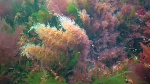 Colonies Bell Hydroid Obelia Dichotoma Seaweed Bottom Black Sea — 图库视频影像