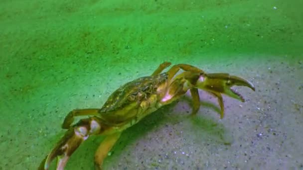 Male Green Crab Carcinus Maenas Large Herbal Crab Invasive Species — Vídeos de Stock
