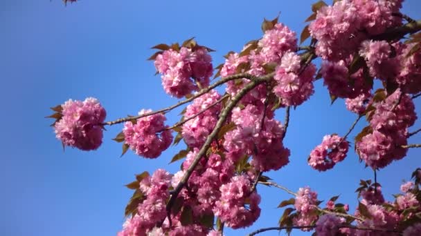 Japanese Flowering Cherry Tree Branches Sakura Japanese Cherry Blossoms Pink — Stockvideo