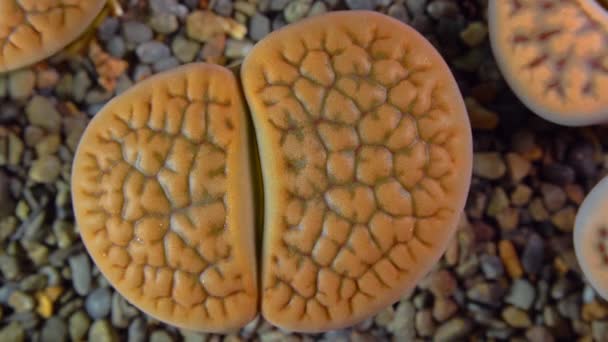 Месембс Lithops Hallii Південно Африканська Рослина Намібії Ботанічній Колекції Суперозулентних — стокове відео