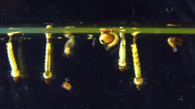 Culex pipiens (the common house mosquito or northern house mosquito) is a species of blood-feeding mosquito of the family Culicidae
