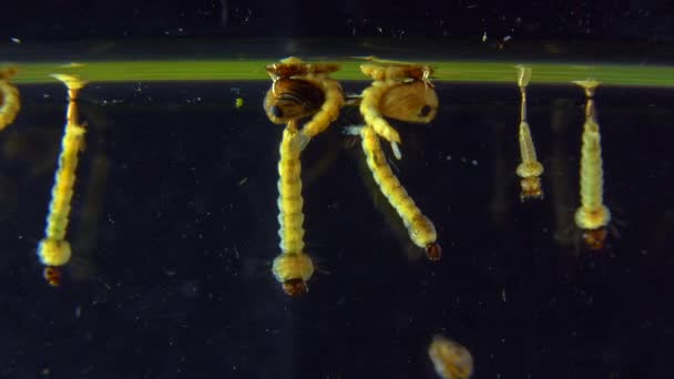 Culex Piens Κουνούπι Κουνούπι Της Οικογένειας Culicidae Είναι Ένα Είδος — Αρχείο Βίντεο