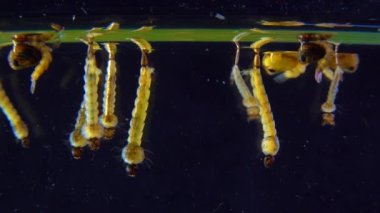 Culex pipiens (the common house mosquito or northern house mosquito) is a species of blood-feeding mosquito of the family Culicidae