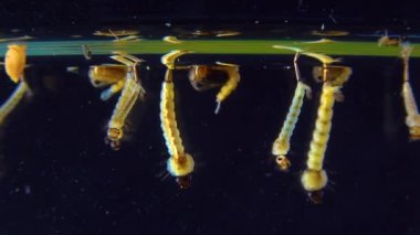 Culex pipiens (the common house mosquito or northern house mosquito) is a species of blood-feeding mosquito of the family Culicidae