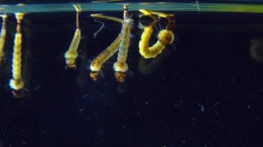 Culex pipiens (the common house mosquito or northern house mosquito) is a species of blood-feeding mosquito of the family Culicidae