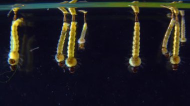 Culex pipiens (the common house mosquito or northern house mosquito) is a species of blood-feeding mosquito of the family Culicidae