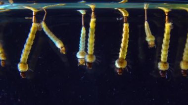 Culex pipiens (the common house mosquito or northern house mosquito) is a species of blood-feeding mosquito of the family Culicidae