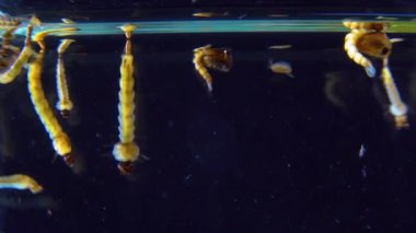 Culex pipiens (the common house mosquito or northern house mosquito) is a species of blood-feeding mosquito of the family Culicidae