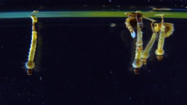 Culex pipiens (the common house mosquito or northern house mosquito) is a species of blood-feeding mosquito of the family Culicidae