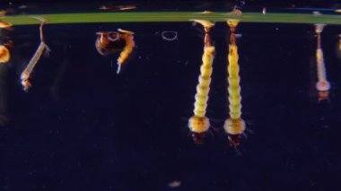 Culex pipiens (the common house mosquito or northern house mosquito) is a species of blood-feeding mosquito of the family Culicidae