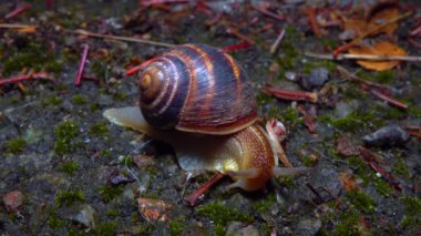 A large snail crawls at night after rain in search of food