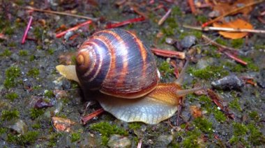 A large snail crawls at night after rain in search of food