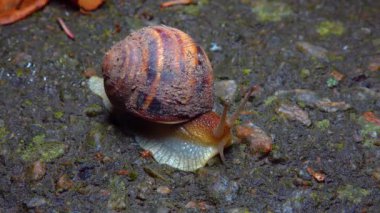 A large snail crawls at night after rain in search of food