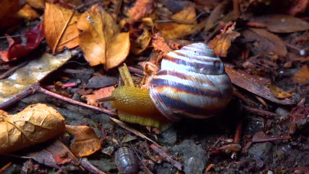 Large Snail Crawls Night Rain Search Food — Stock video