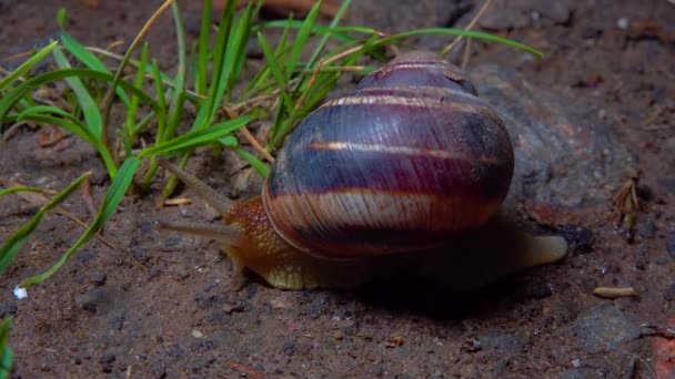 Large Snail Crawls Night Rain Search Food — Vídeo de stock
