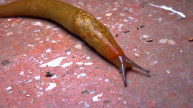 Slug, or land slug crawls at night after rain in search of food