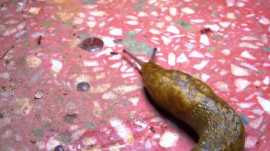 Slug, or land slug crawls at night after rain in search of food
