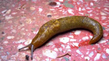 Slug, or land slug crawls at night after rain in search of food