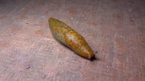 Slug Land Slug Crawls Night Rain Search Food — Stok video