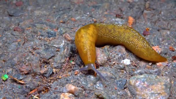 Slug Land Slug Crawls Night Rain Search Food — Stockvideo