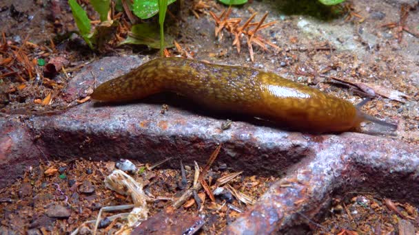 Slug Land Slug Crawls Night Rain Search Food — Stock Video