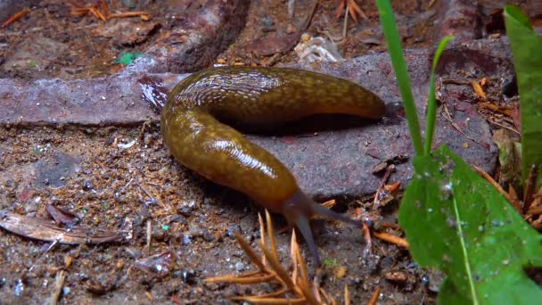 Slug Land Slug Crawls Night Rain Search Food — Vídeo de stock