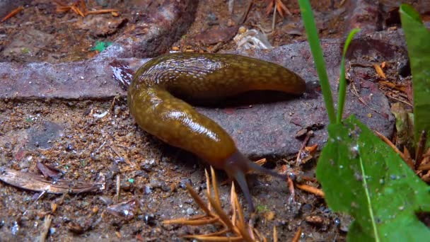 Slug Land Slug Crawls Night Rain Search Food — Stockvideo