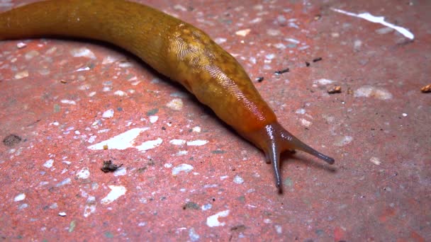 Slug Land Slug Crawls Night Rain Search Food — Stockvideo