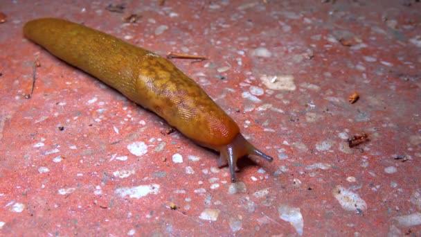 Slug Land Slug Crawls Night Rain Search Food — Stockvideo