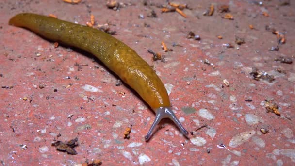 Slug Γυμνοσάλιαγκας Γης Σέρνεται Νύχτα Μετά Βροχή Αναζήτηση Τροφής — Αρχείο Βίντεο