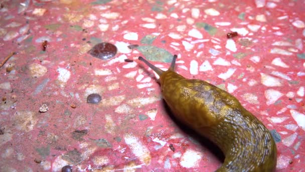 Slug Γυμνοσάλιαγκας Γης Σέρνεται Νύχτα Μετά Βροχή Αναζήτηση Τροφής — Αρχείο Βίντεο