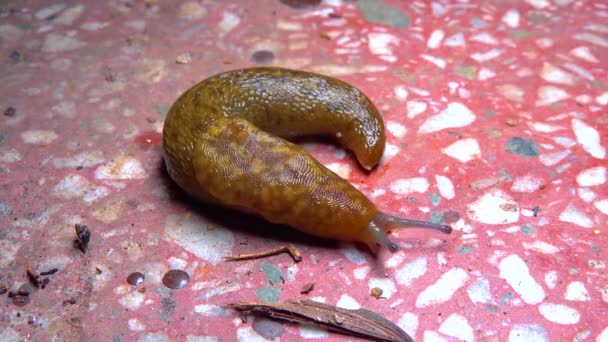 Slug Land Slug Crawls Night Rain Search Food — Stockvideo