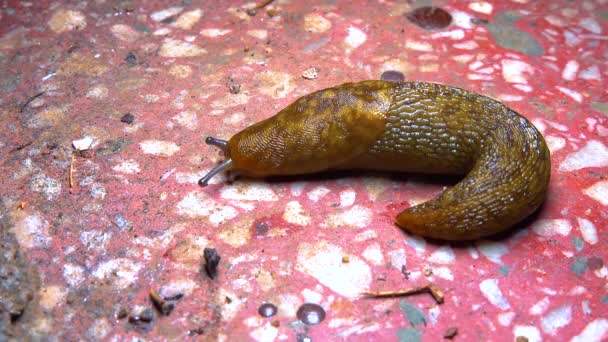 Slug Land Slug Crawls Night Rain Search Food — Vídeos de Stock