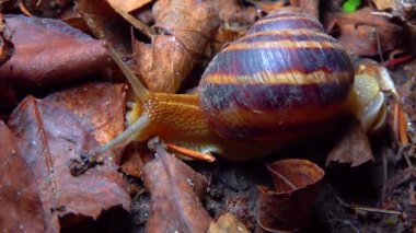 A large snail crawls at night after rain in search of food