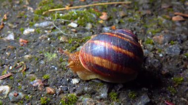 A large snail crawls at night after rain in search of food